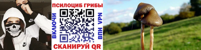 omg рабочий сайт  Красноармейск  Галлюциногенные грибы Cubensis 