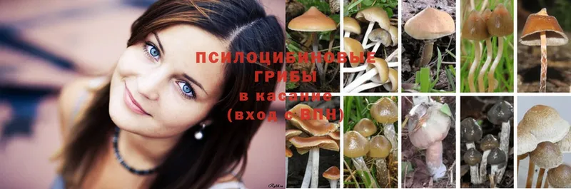 Псилоцибиновые грибы Psilocybine cubensis  Красноармейск 